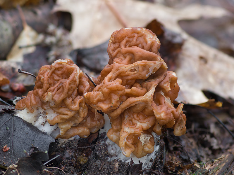 Gyromitra gigas